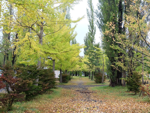 ชมใบไม้เปลี่ยนสีที่ Kawaguchiko Park 