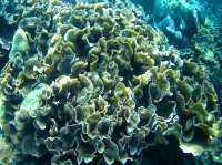 รีวิว ดำน้ำตื้นเกาะหลีเป๊ะ โซนใน 🐠