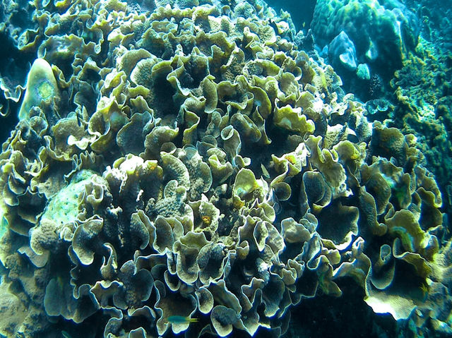 รีวิว ดำน้ำตื้นเกาะหลีเป๊ะ โซนใน 🐠