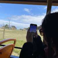Werribee Zooで体感！サバンナ大冒険のサファリツアー