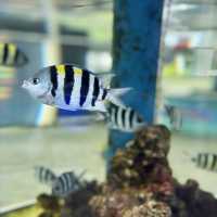 "Exploring Marine Wonders: A Visit to Pusat Ikan Hiasan Port Dickson"