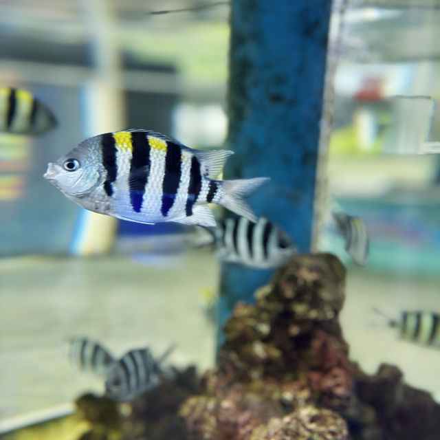 "Exploring Marine Wonders: A Visit to Pusat Ikan Hiasan Port Dickson"