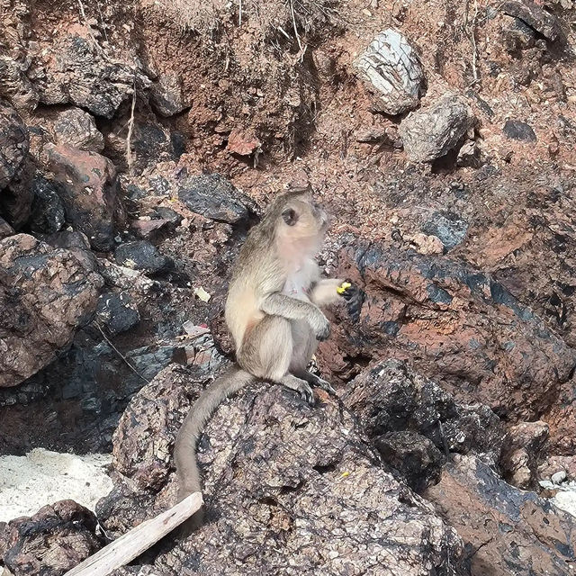 Monkey Beach หาดลิงเกาะล้าน
