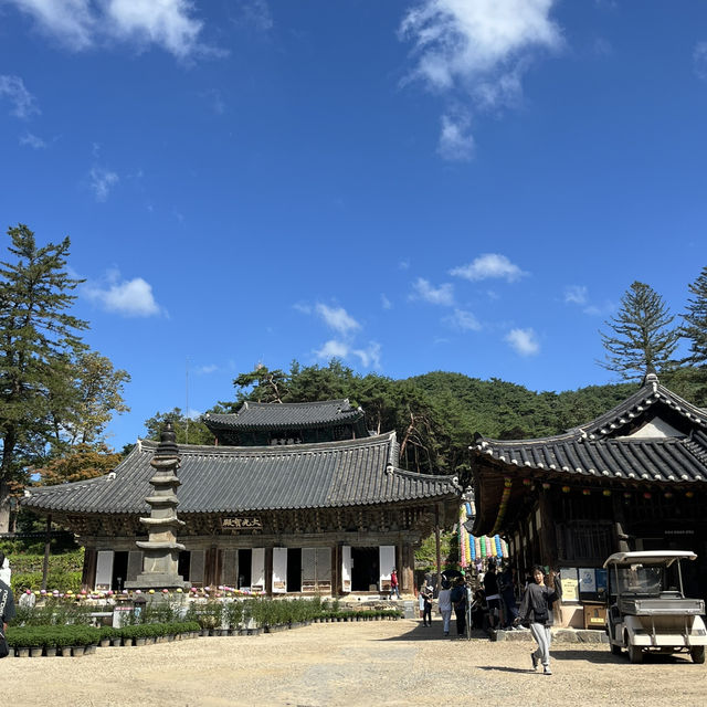 단풍으로 유명한 공주 마곡사 다녀왔어요 🍂🍁
