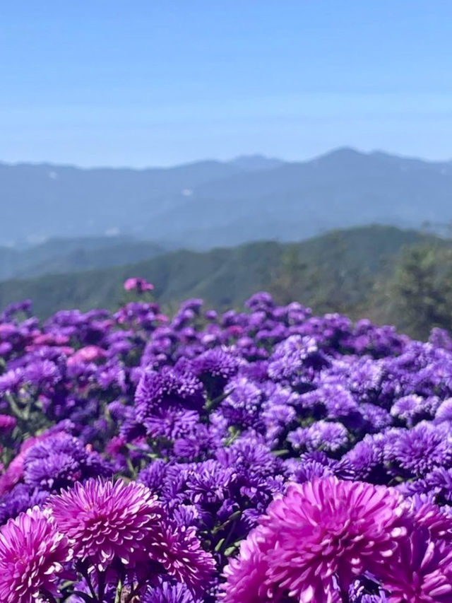 가을 💜보라빛 향기로 가득한 💟 가을 자연 힐링 여행지 추천 🪻