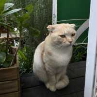 Still cafe: magical GIBLI studio cafe in