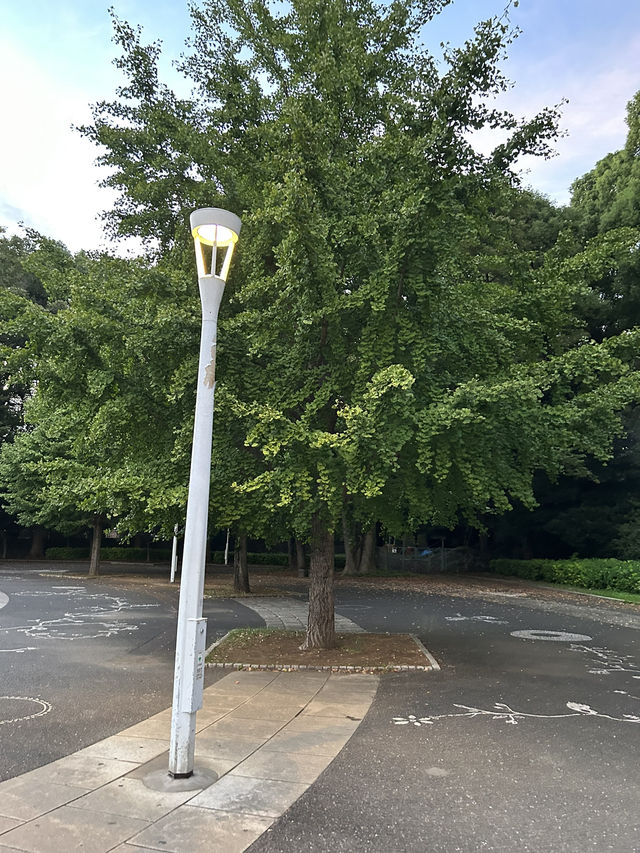 도쿄 요요기 공원에서 산책하기🌳💚