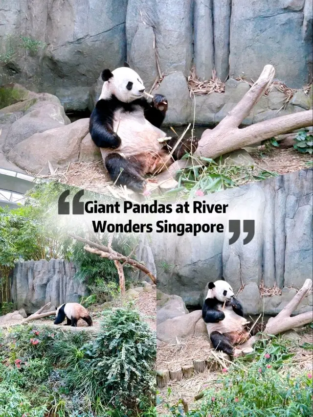 Must-See Giant Pandas at River Wonders Singapore