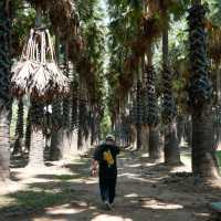 ไปเที่ยวอุโมงค์ต้นตาลที่ จ. เพชรบุรีกัน 🌴🌴