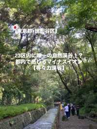 【世田谷区】都会を忘れる23区内唯一の自然渓谷🌳