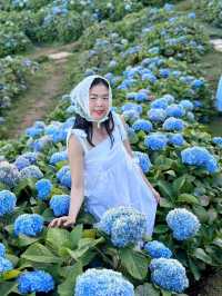 Hydrangea san 
