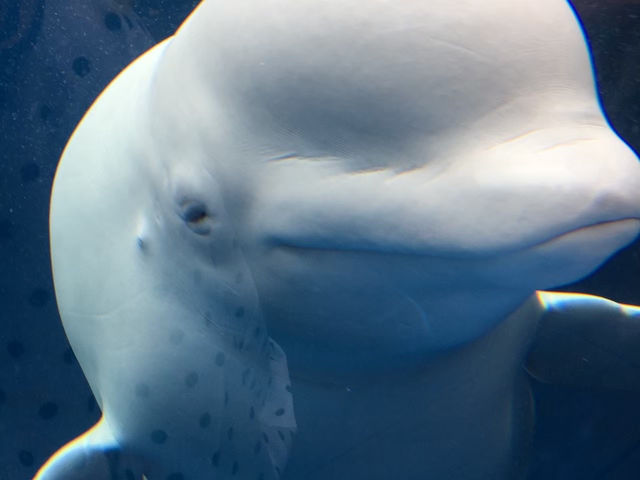 【上越市】絶景オーシャンビューが見れる水族館🐬