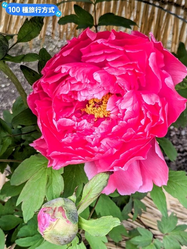 東京賞牡丹花的好去處-上野東照宮牡丹苑