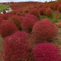 Kochia in Scarlet Red @ Hitachi Seaside Park 
