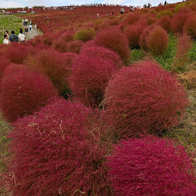Kochia in Scarlet Red @ Hitachi Seaside Park 