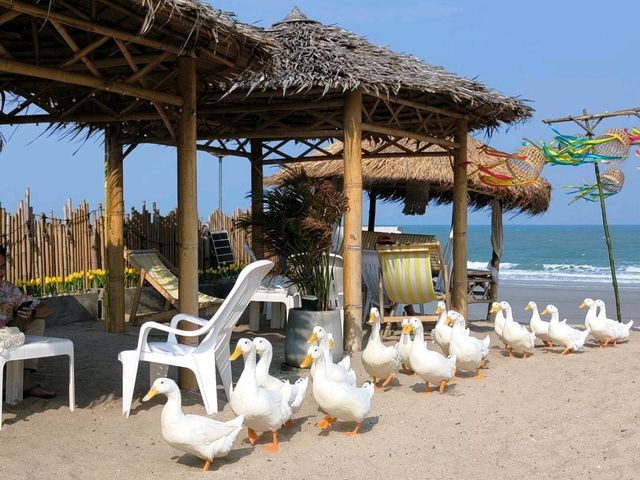 MORE THAN Beach & Cafe💛🪿