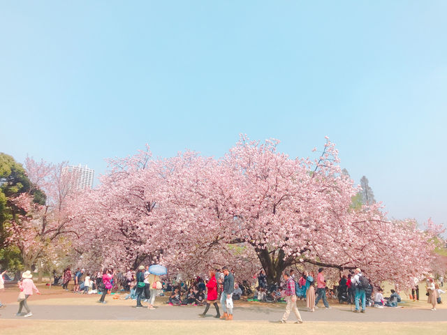 日本🇯🇵東京新宿御苑賞櫻花🌸