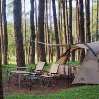 ภูหินร่องกล้า - ลานกางเต็นท์กลางป่าสน