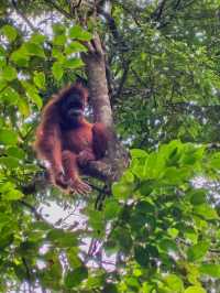 Encounter Orang Utan in Gunung Leuser National Park