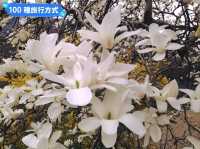 日本四國-德島賞花：山野林間的木蓮花、迎春花、櫻花