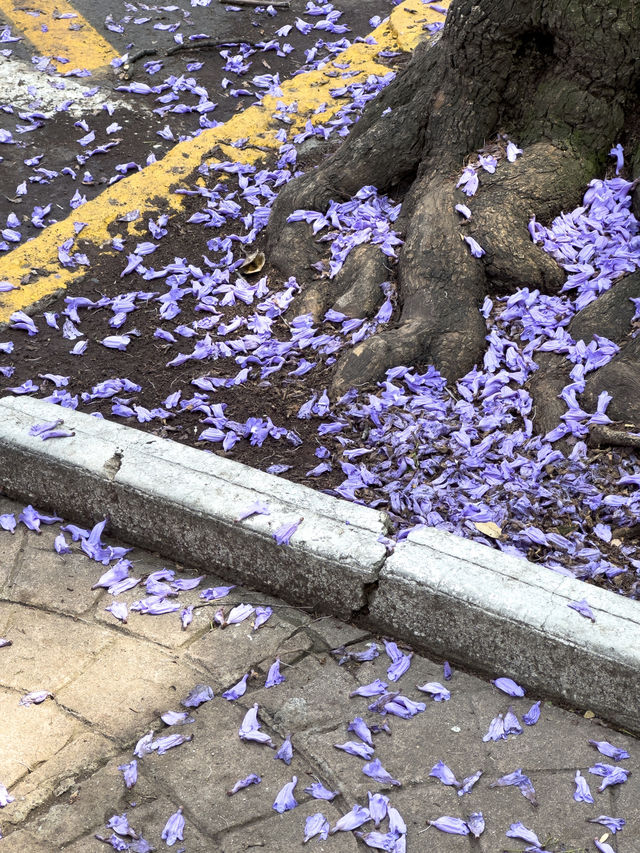 Best spot to watch jacaranda blooming in Mexico city