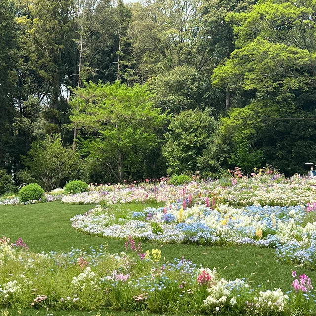 靭公園：城市氧吧 🌼🐦