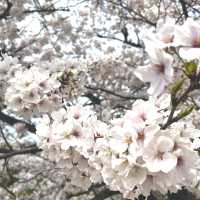 【名古屋 瑞穂区】さくらの名所100選にも選定🌸
