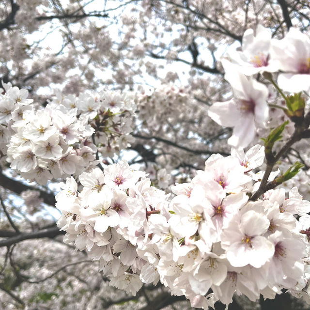 【名古屋 瑞穂区】さくらの名所100選にも選定🌸