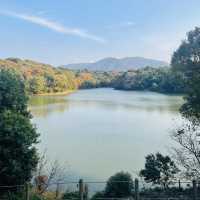 紅葉が見事だった【篠栗九大の森】森林浴で癒されました