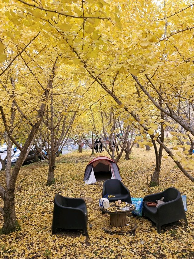 온통 노란 세상 평창 은행나무카페💛