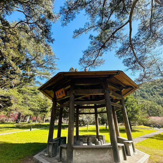 武陵農場賞梅花