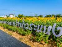 ชมทุ่งทานตะวันใกล้กรุงเทพฯ ปทุมธานี ลาดหลุมแก้ว