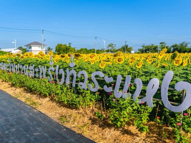 ชมทุ่งทานตะวันใกล้กรุงเทพฯ ปทุมธานี ลาดหลุมแก้ว