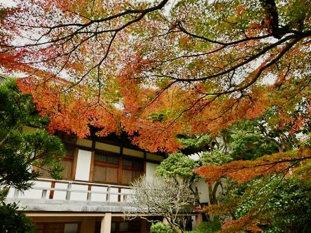 #鎌倉🇯🇵報國寺#