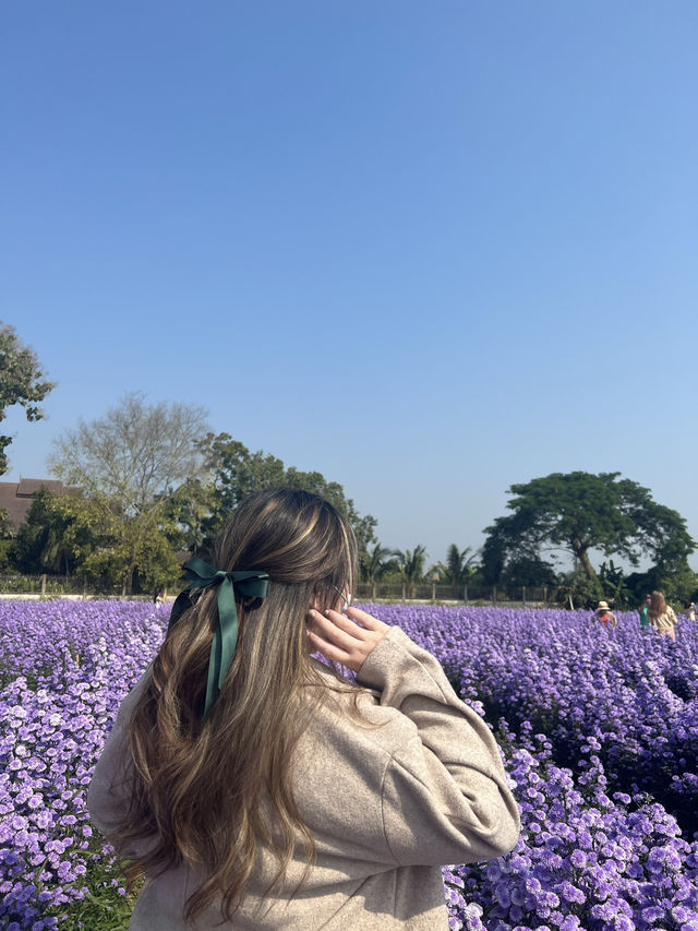 เที่ยวเชียงใหม่ปลายปี i love flower farm