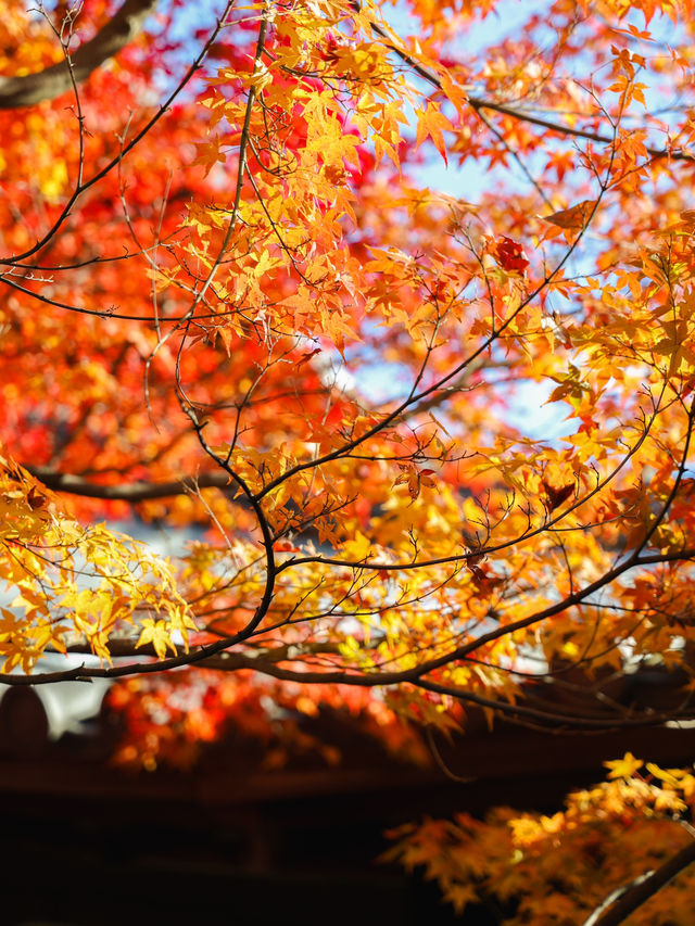 京都楓葉王國！我只服東福寺🍁