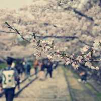  京都水路角櫻花之旅：春日的浪漫盛宴