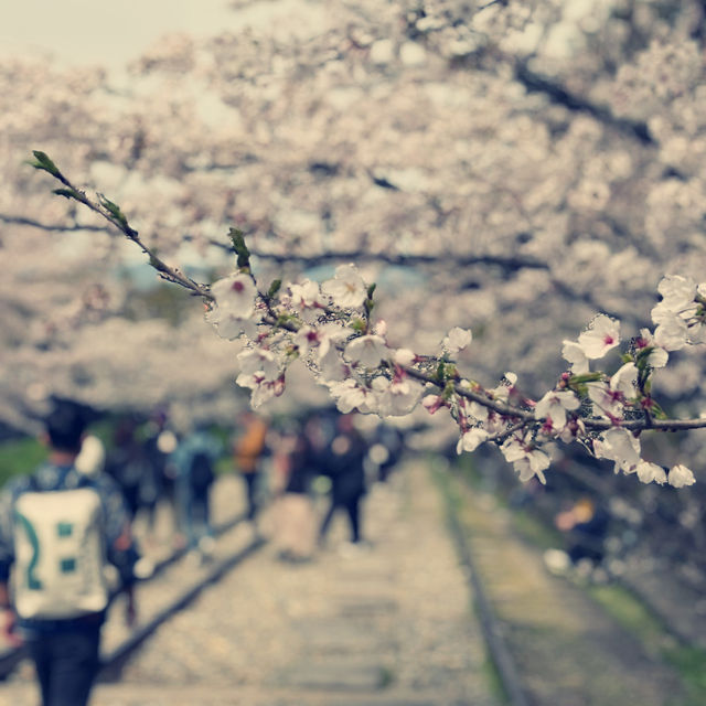  京都水路角櫻花之旅：春日的浪漫盛宴