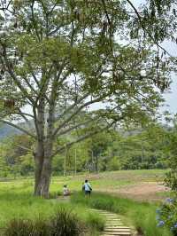 คาเฟ่เขาใหญ่ บรรยากาศดีสุดใจ 💚🍃