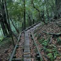 Walking Into the Mystical Forests of Yakushima !