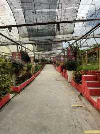 The tea house serves a variety of tea blends