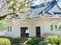 《小田原》名城の春景色