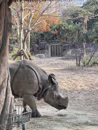 A Wild Adventure at Shanghai Wild Animal Park
