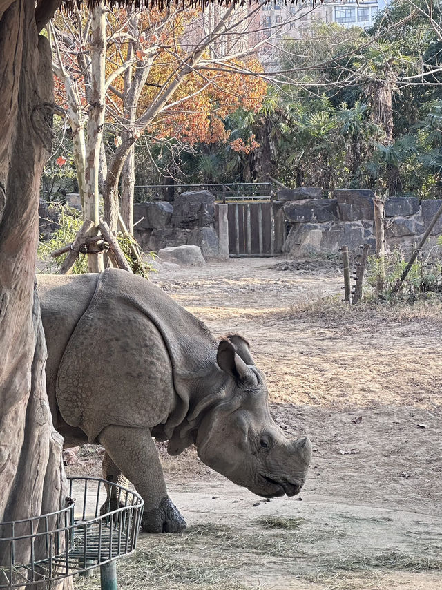 A Wild Adventure at Shanghai Wild Animal Park