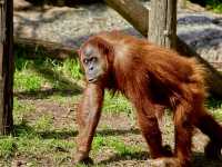 台南頑皮世界動物園｜可愛水豚 沙漠狐狸 長頸鹿