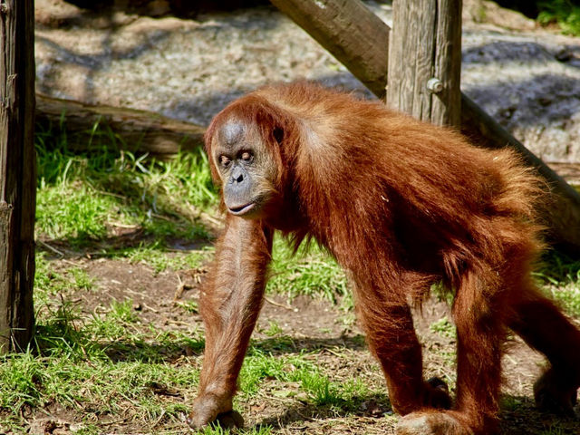 台南頑皮世界動物園｜可愛水豚 沙漠狐狸 長頸鹿