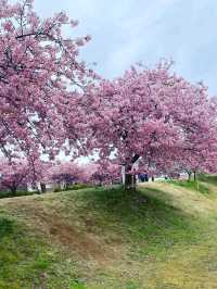 【冬に咲く桜】河津桜のおすすめスポット🪧