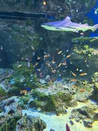 光の演出が素敵なキラキラ水族館🐬❄️