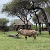 Nguuni Wildlife Sanctuary, Kenya 🇰🇪