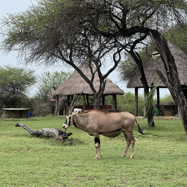 Nguuni Wildlife Sanctuary, Kenya 🇰🇪